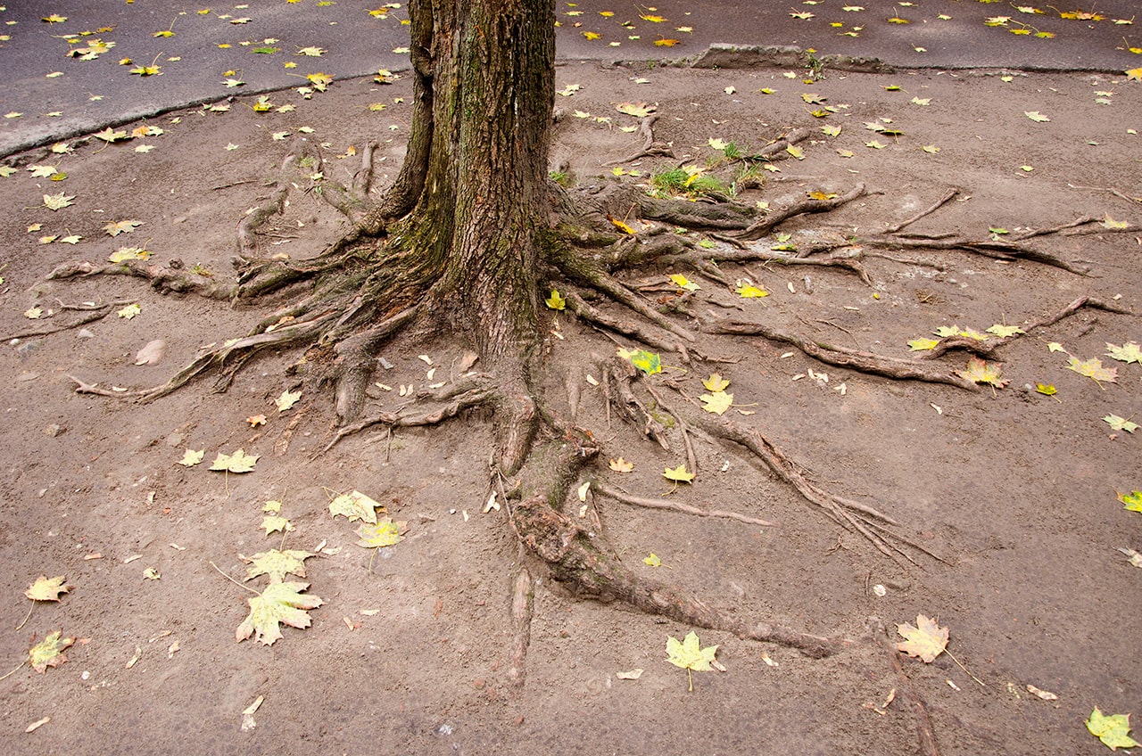 signes-fondations-maisons-abimees-racines-arbres-btg-expertises
