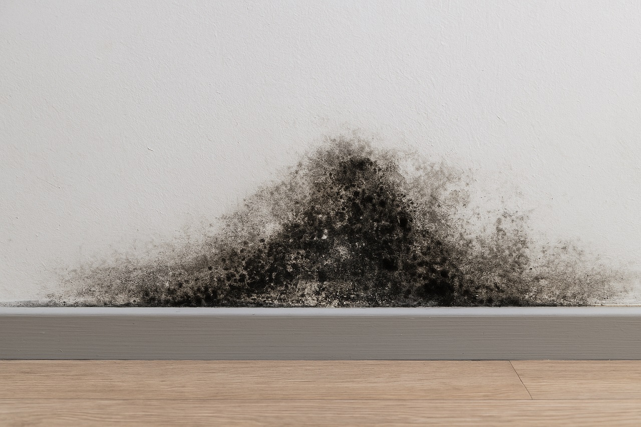 taches-noires-sur-murs-comment-differencier-moisissure-du-salpetre-btgexpertises-expertise-humidite